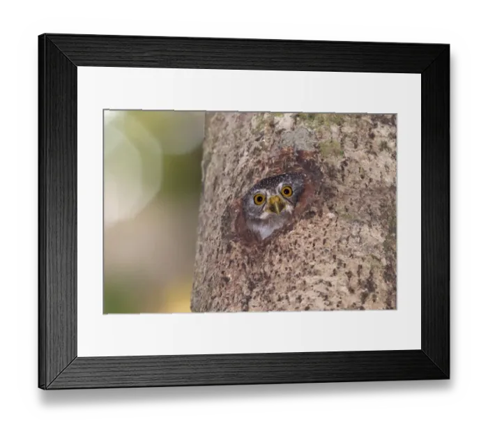 Framed Print : Amazonian Pygmy-owl (Glaucidium hardyi) adult, looking out from nesthole in tree trunk, Peruvian Amazon, Peru Framed Print : Amazonian Pygmy-owl (Glaucidium hardyi) adult, looking out from nesthole in tree trunk, Peruvian Amazon, Peru