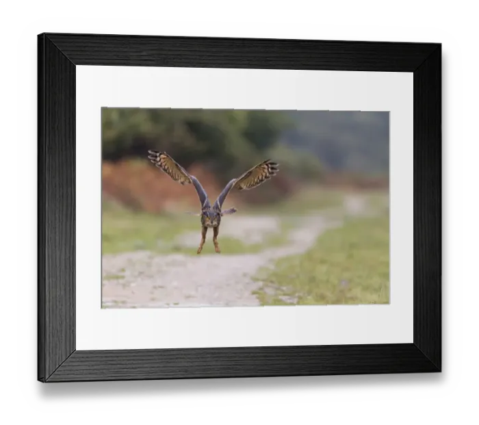 Framed Print : Eurasian Eagle-owl (Bubo bubo) adult, in flight (captive)