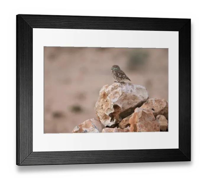 Framed Print : Little Owl (Athene noctua glaux) North African subspecies, adult, standing on rock in desert, Morocco, November Framed Print : Little Owl (Athene noctua glaux) North African subspecies, adult, standing on rock in desert, Morocco, November