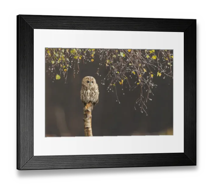 Framed Print : Tawny Owl (Strix aluco) adult, perched on Silver Birch (Betula pendula) stump under raindrop laiden canopy, Suffolk