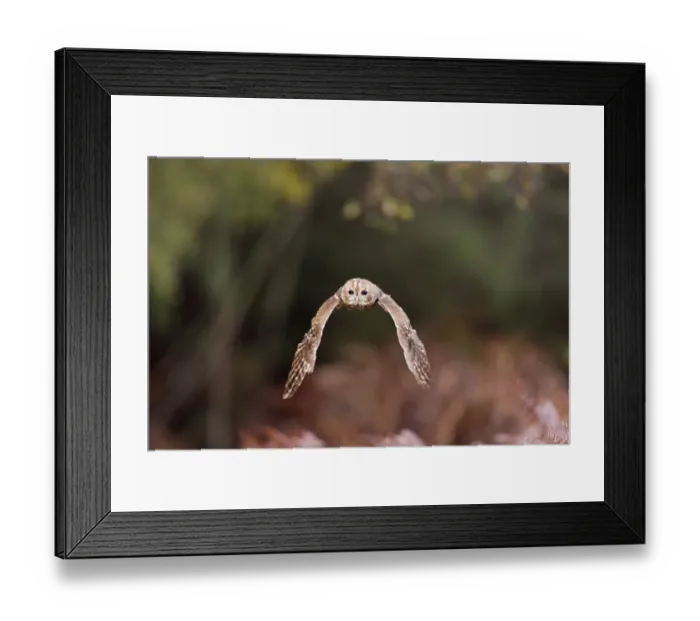 Framed Print : Tawny Owl (Strix aluco) adult, in flight, Suffolk, England, November (captive) Framed Print : Tawny Owl (Strix aluco) adult, in flight, Suffolk, England, November (captive)