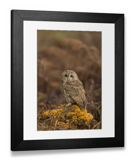 Framed Print : Tawny Owl (Strix aluco) adult, perched on log covered in Hairy Stereum (Stereum hirsutum) fungi, Suffolk, England