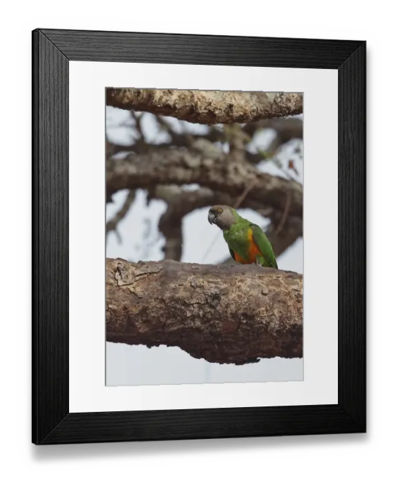 Framed Print : Senegal Parrot (Poicephalus senegalus versteri) adult, perched on branch, Mole N. P. Ghana, February Framed Print : Senegal Parrot (Poicephalus senegalus versteri) adult, perched on branch, Mole N. P. Ghana, February