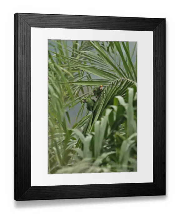 Framed Print : Red-fronted Parrot (Poicephalus gulielmi fantiensis) adult pair, perched on palm frond, Abrafo Village Forest, Ghana