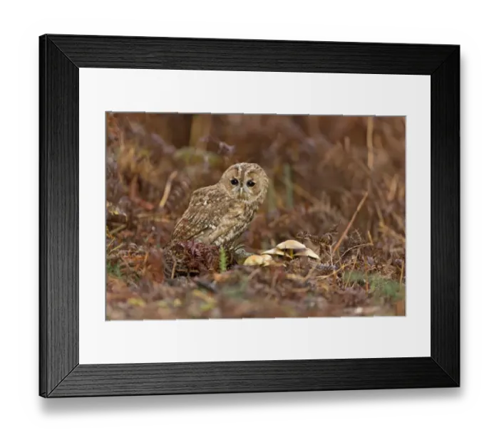 Framed Print : Tawny Owl (Strix aluco) adult, standing on stump beside fungi, Suffolk, England, November (captive) Framed Print : Tawny Owl (Strix aluco) adult, standing on stump beside fungi, Suffolk, England, November (captive)