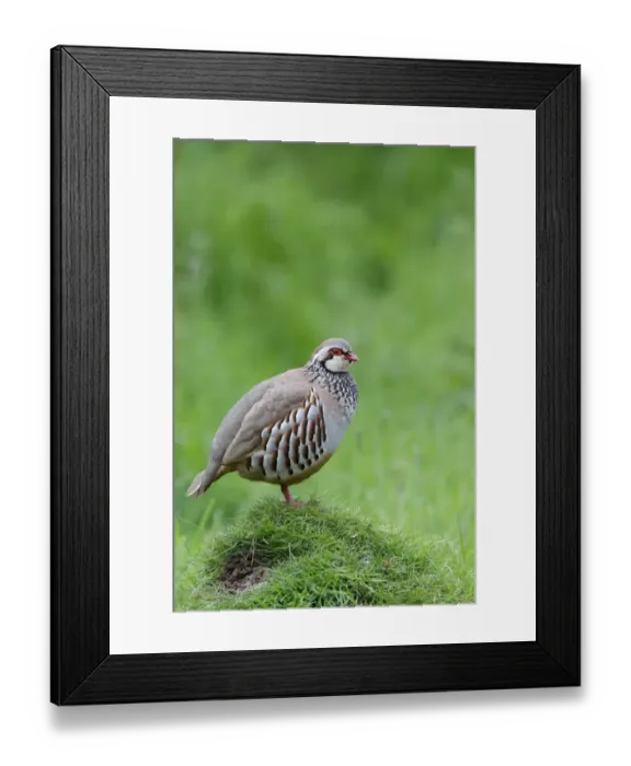 Framed Print : Red-legged Partridge (Alectoris rufa) adult, standing in field, Warwickshire, England, May Framed Print : Red-legged Partridge (Alectoris rufa) adult, standing in field, Warwickshire, England, May