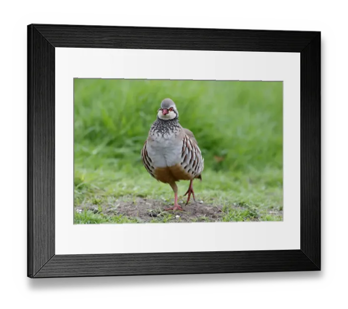 Framed Print : Red-legged Partridge (Alectoris rufa) adult, walking in field, Warwickshire, England, May Framed Print : Red-legged Partridge (Alectoris rufa) adult, walking in field, Warwickshire, England, May