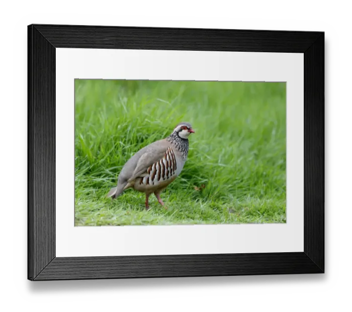 Framed Print : Red-legged Partridge (Alectoris rufa) adult, standing in field, Warwickshire, England, May Framed Print : Red-legged Partridge (Alectoris rufa) adult, standing in field, Warwickshire, England, May
