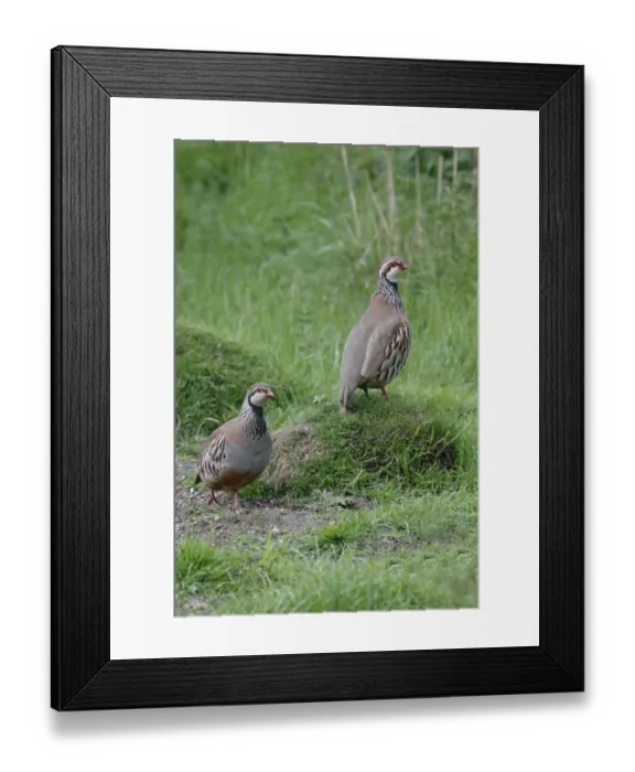 Framed Print : Red-legged Partridge (Alectoris rufa) two adults, standing in field, Warwickshire, England, May Framed Print : Red-legged Partridge (Alectoris rufa) two adults, standing in field, Warwickshire, England, May