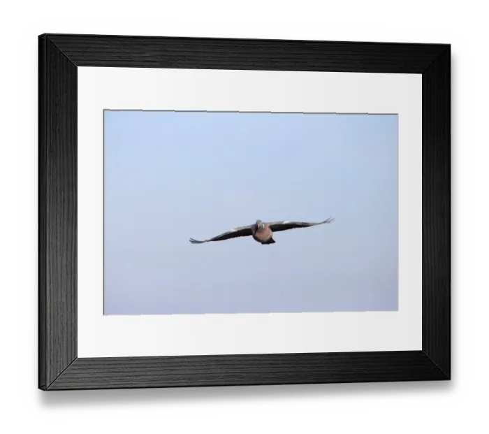 Framed Print : Pink-footed Goose (Anser brachyrhynchus) two, in flight, silhouetted at sunrise, Norfolk, England, august