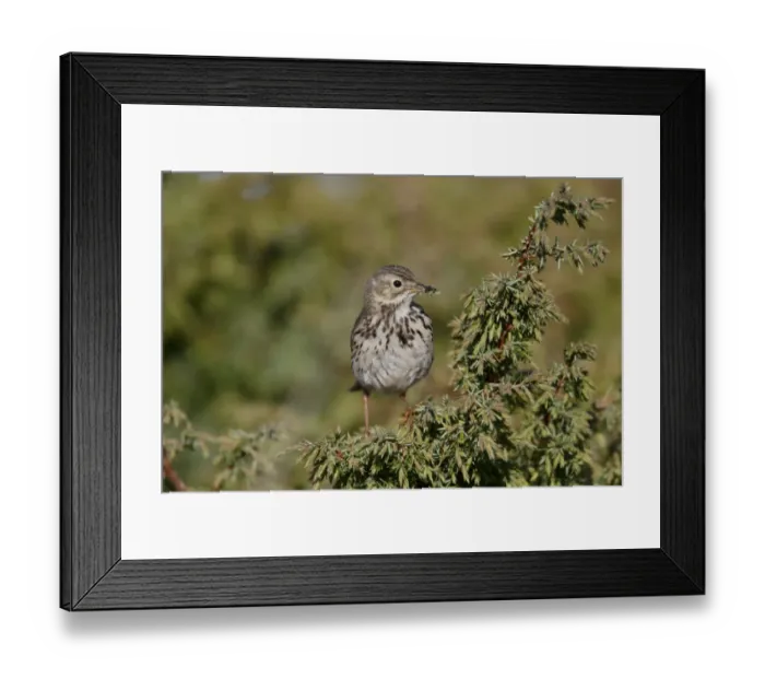 Framed Print : Meadow Pipit (Anthus pratensis) adult, with insects in beak, perched on juniper in moorland, Highlands, Scotland, May