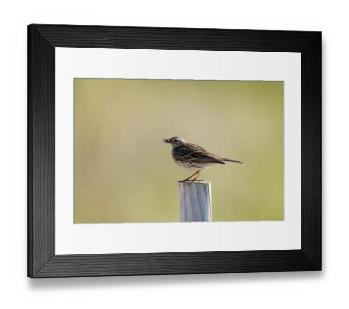 Framed Print : Meadow Pipit (Anthus pratensis) adult, with carabid beetle prey in beak, perched on wooden post, Beadnell