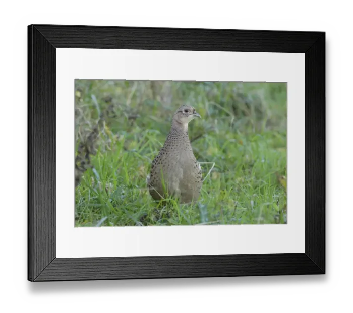 Framed Print : Common Pheasant (Phasianus colchicus) adult female, standing at field edge in farmland, West Yorkshire, England Framed Print : Common Pheasant (Phasianus colchicus) adult female, standing at field edge in farmland, West Yorkshire, England