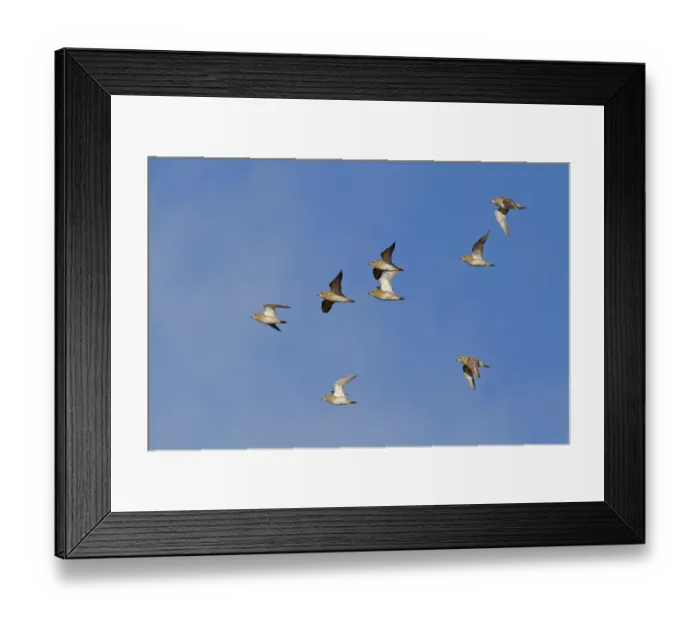 Framed Print : Eurasian Golden Plover (Pluvialis apricaria) flock, in flight, Norfolk, England, January Framed Print : Eurasian Golden Plover (Pluvialis apricaria) flock, in flight, Norfolk, England, January