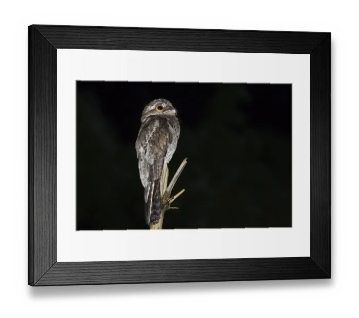 Framed Print : Common Potoo (Nyctibius griseus) adult, perched on stem at night, Tobago, Trinidad and Tobago, November