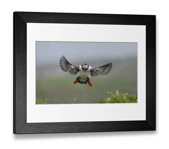 Framed Print : Atlantic Puffin (Fratercula arctica) adult, breeding plumage, in flight, landing, Northumberland, England, May Framed Print : Atlantic Puffin (Fratercula arctica) adult, breeding plumage, in flight, landing, Northumberland, England, May