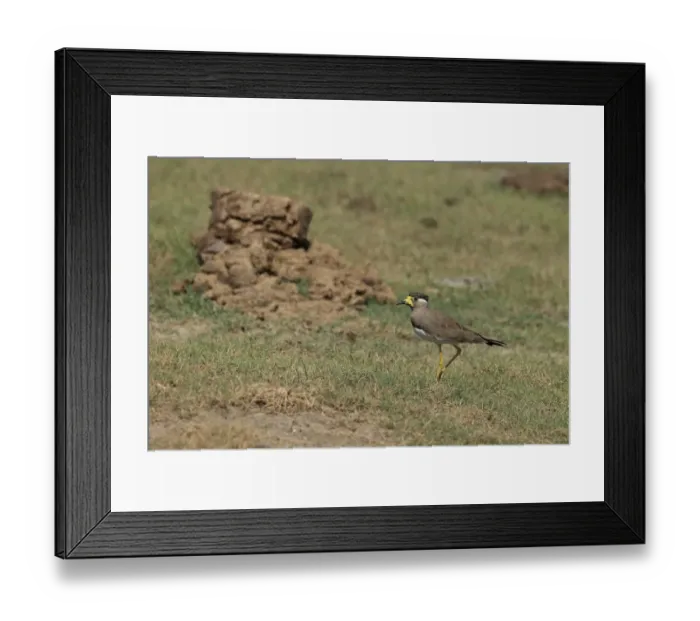 Framed Print : Yellow-wattled Lapwing (Vanellus malabaricus) adult, walking on grass, Sri Lanka, February Framed Print : Yellow-wattled Lapwing (Vanellus malabaricus) adult, walking on grass, Sri Lanka, February
