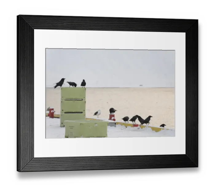 Framed Print : Common Raven (Corvus corax) flock, scavenging in snow covered fishing harbour, Grundarfjordur, Snaefellsnes Framed Print : Common Raven (Corvus corax) flock, scavenging in snow covered fishing harbour, Grundarfjordur, Snaefellsnes