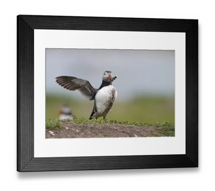 Framed Print : Atlantic Puffin (Fratercula arctica) adult, breeding plumage, with muddy breast feathers, stretching wings Framed Print : Atlantic Puffin (Fratercula arctica) adult, breeding plumage, with muddy breast feathers, stretching wings