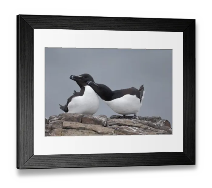 Framed Print : Razorbill (Alca torda) adult pair, breeding plumage, mutual preening, Northumberland, England, May Framed Print : Razorbill (Alca torda) adult pair, breeding plumage, mutual preening, Northumberland, England, May