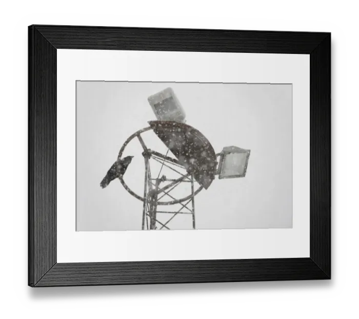 Framed Print : Common Raven (Corvus corax) adult, perched on lighting during snowfall, scavenging in fishing harbour, Grundarfjordur