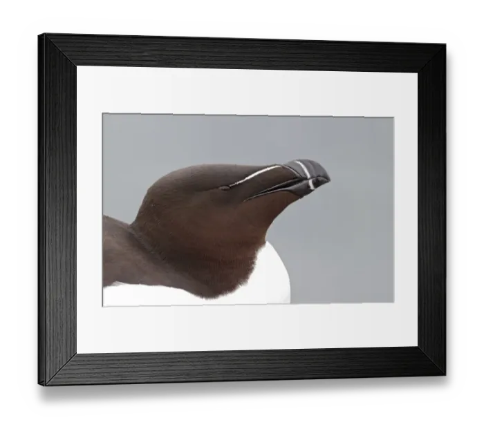 Framed Print : Razorbill (Alca torda) adult, breeding plumage, close-up of head, Northumberland, England, May