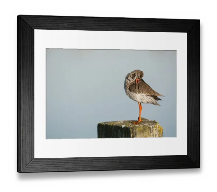 Framed Print : Common Redshank (Tringa totanus) adult, breeding plumage, preening, standing on post, Elmley Marshes N. N. R Framed Print : Common Redshank (Tringa totanus) adult, breeding plumage, preening, standing on post, Elmley Marshes N. N. R