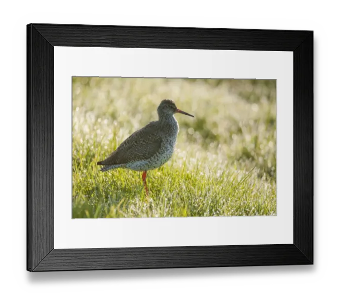 Framed Print : Common Redshank (Tringa totanus) adult, breeding plumage, standing in dew covered grass at dawn, Elmley Marshes N. N. R Framed Print : Common Redshank (Tringa totanus) adult, breeding plumage, standing in dew covered grass at dawn, Elmley Marshes N. N. R