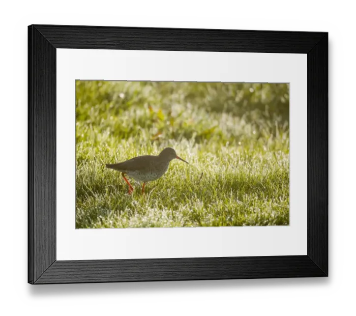 Framed Print : Common Redshank (Tringa totanus) adult, breeding plumage, walking in dew covered grass at dawn, Elmley Marshes N. N. R Framed Print : Common Redshank (Tringa totanus) adult, breeding plumage, walking in dew covered grass at dawn, Elmley Marshes N. N. R