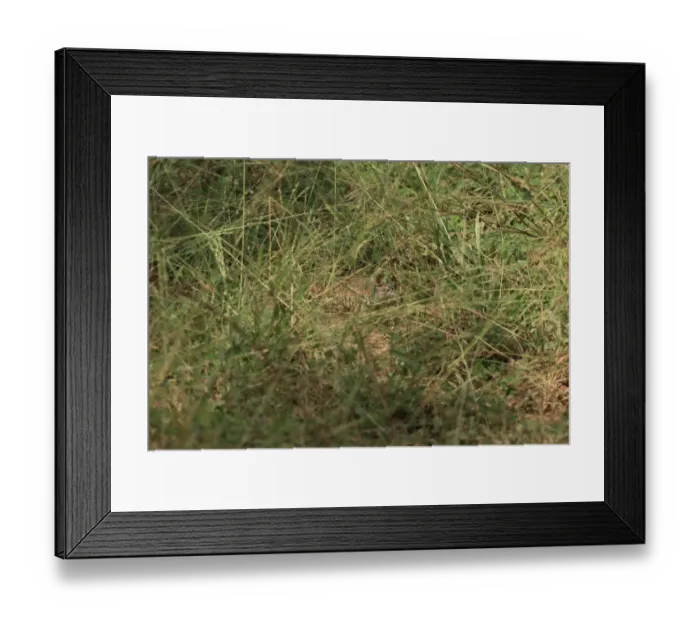 Framed Print : Barred Buttonquail (Turnix suscitator leggei) adult, foraging amongst grass, Sri Lanka, February Framed Print : Barred Buttonquail (Turnix suscitator leggei) adult, foraging amongst grass, Sri Lanka, February