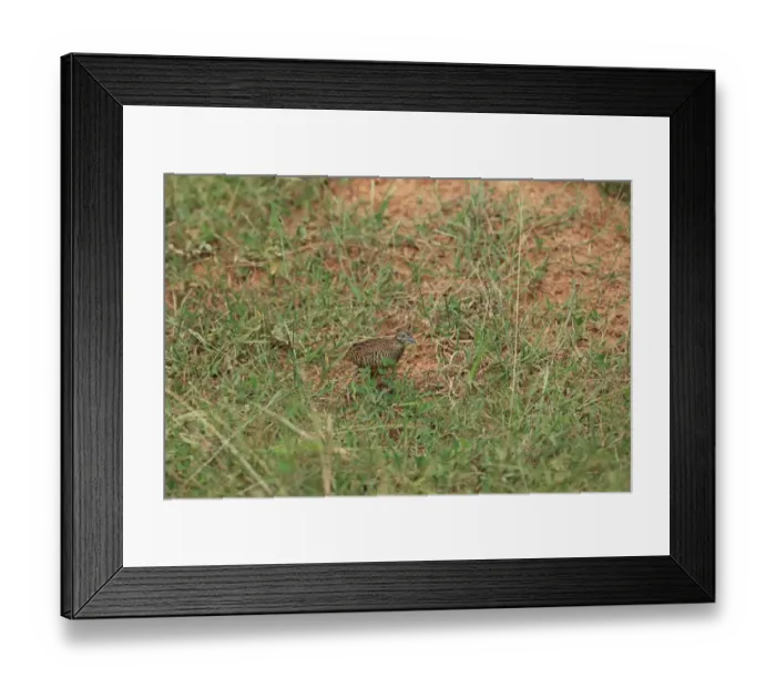Framed Print : Barred Buttonquail (Turnix suscitator leggei) adult, walking amongst grass, Sri Lanka, February