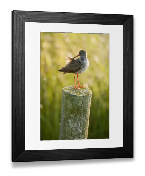 Framed Print : Common Redshank (Tringa totanus) adult, breeding plumage, preening, standing on post, Elmley Marshes N. N. R Framed Print : Common Redshank (Tringa totanus) adult, breeding plumage, preening, standing on post, Elmley Marshes N. N. R