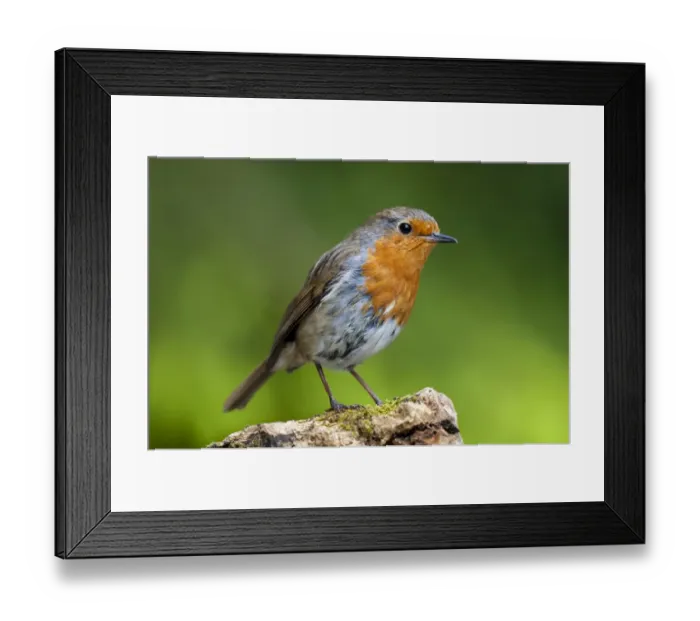 Framed Print : European Robin Erithacus rubecula adult, perched on log, Hale, Cumbria, England, May Framed Print : European Robin Erithacus rubecula adult, perched on log, Hale, Cumbria, England, May