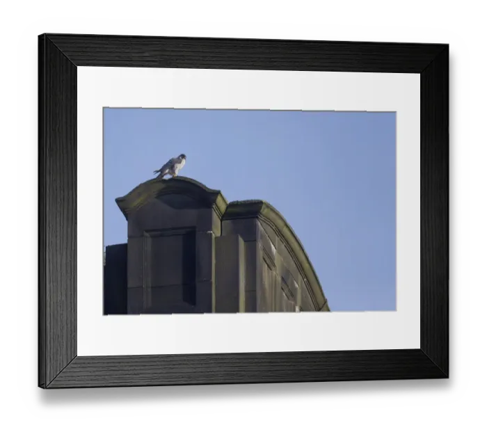 Framed Print : Peregrine Falcon (Falco peregrinus) adult, standing on building, Derbyshire, England, June Framed Print : Peregrine Falcon (Falco peregrinus) adult, standing on building, Derbyshire, England, June