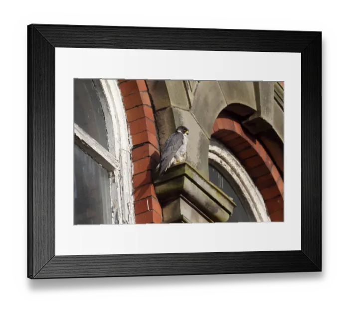 Framed Print : Peregrine Falcon (Falco peregrinus) adult, standing on ledge of building, Derbyshire, England, June Framed Print : Peregrine Falcon (Falco peregrinus) adult, standing on ledge of building, Derbyshire, England, June