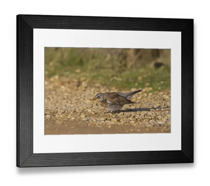Framed Print : Fieldfare (Turdus pilaris) adult, taking grit from shingle track, Norfolk, England, January Framed Print : Fieldfare (Turdus pilaris) adult, taking grit from shingle track, Norfolk, England, January