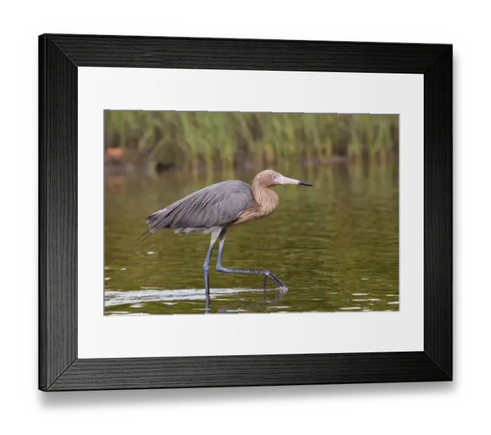 Framed Print : Reddish Egret (Egretta rufescens) dark morph, adult, walking in shallow water, Florida, U. S. A. February