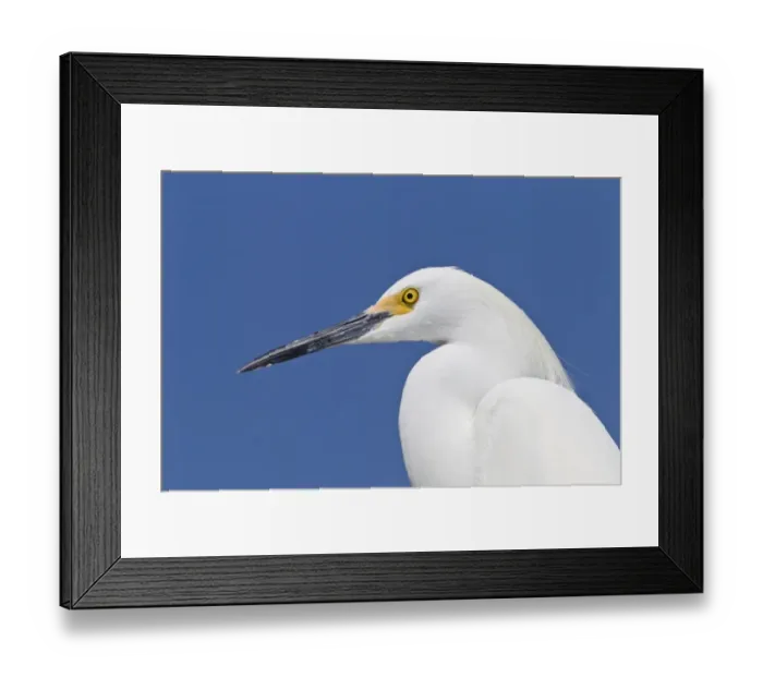 Framed Print : Snowy Egret (Egretta thula) adult, breeding plumage, close-up of head, Florida, U. S. A. February Framed Print : Snowy Egret (Egretta thula) adult, breeding plumage, close-up of head, Florida, U. S. A. February