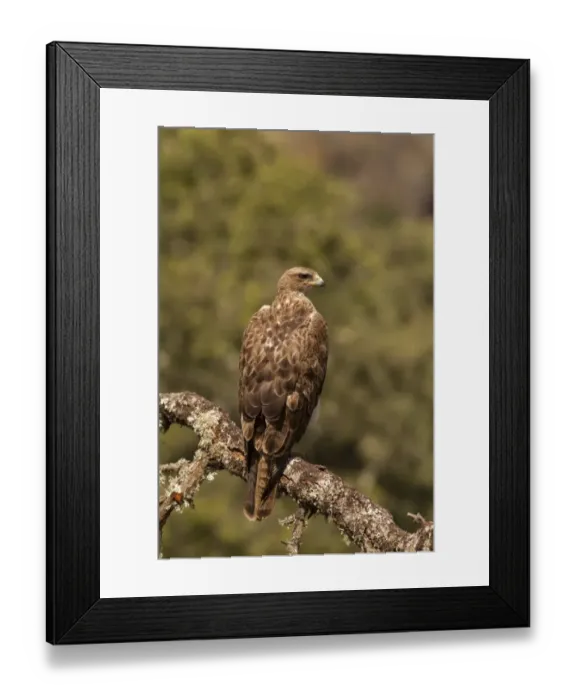 Framed Print : Bonellis Eagle (Aquila fasciata) second year male, perched on branch, Castilla y Leon, Spain, May Framed Print : Bonellis Eagle (Aquila fasciata) second year male, perched on branch, Castilla y Leon, Spain, May