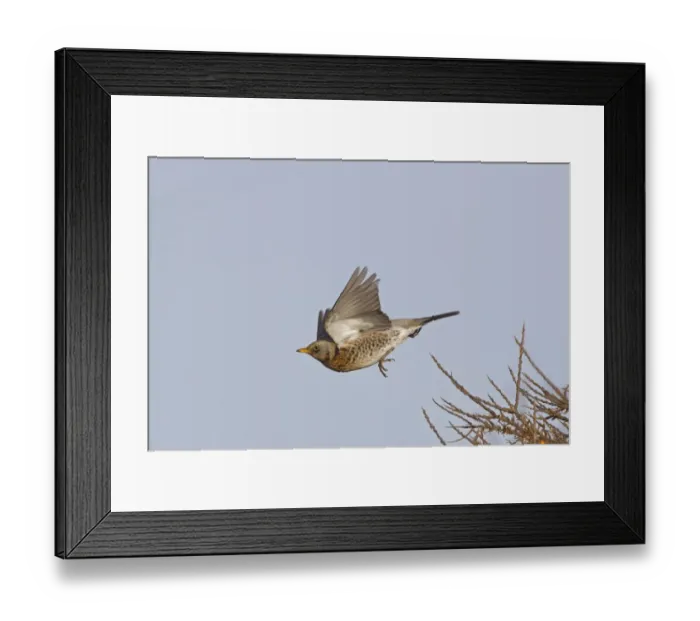 Framed Print : Fieldfare (Turdus pilaris) adult, in flight, taking off from Sea Buckthorn (Hippophae rhamnoides), Norfolk, England Framed Print : Fieldfare (Turdus pilaris) adult, in flight, taking off from Sea Buckthorn (Hippophae rhamnoides), Norfolk, England