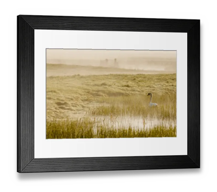 Framed Print : Mute Swan (Cygnus olor) adult, swimming on flooded grazing marsh habitat at sunrise, Elmley Marshes N. N. R