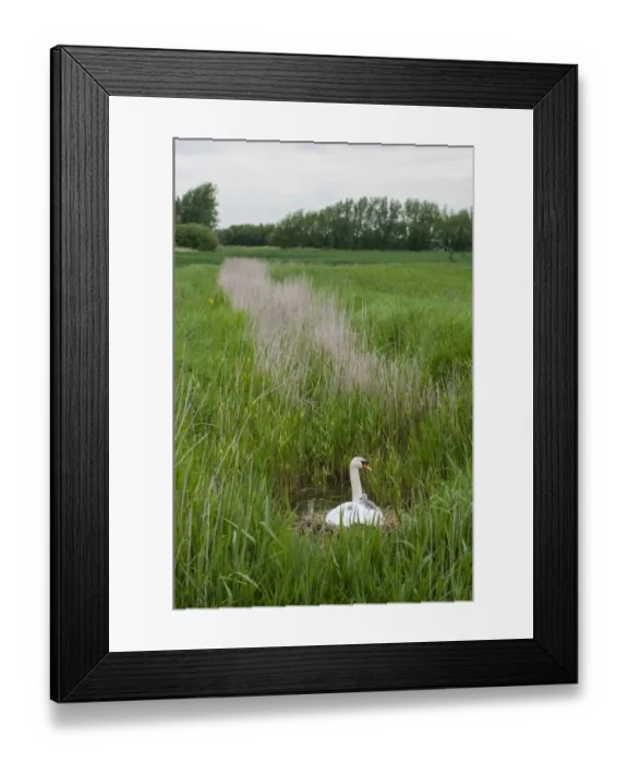 Framed Print : Mute Swan (Cygnus olor) adult female, with cygnets on back at nest, in marshland habitat, Romney Marsh, Kent, England Framed Print : Mute Swan (Cygnus olor) adult female, with cygnets on back at nest, in marshland habitat, Romney Marsh, Kent, England
