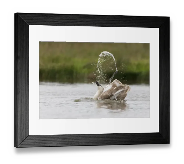 Framed Print : Mute Swan (Cygnus olor) juvenile, bathing, Suffolk, England, October Framed Print : Mute Swan (Cygnus olor) juvenile, bathing, Suffolk, England, October