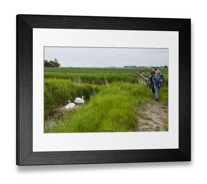 Framed Print : Mute Swan (Cygnus olor) adult pair, with cygnets at nest, with photographers walking by on public footpath Framed Print : Mute Swan (Cygnus olor) adult pair, with cygnets at nest, with photographers walking by on public footpath