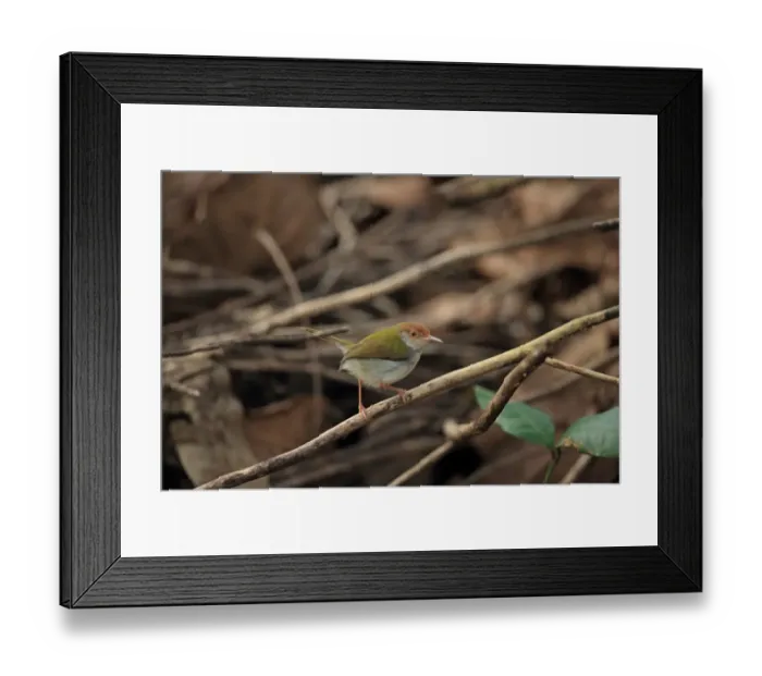 Framed Print : Common Tailorbird (Orthotomus sutorius) adult, perched on twig, Sri Lanka, February Framed Print : Common Tailorbird (Orthotomus sutorius) adult, perched on twig, Sri Lanka, February