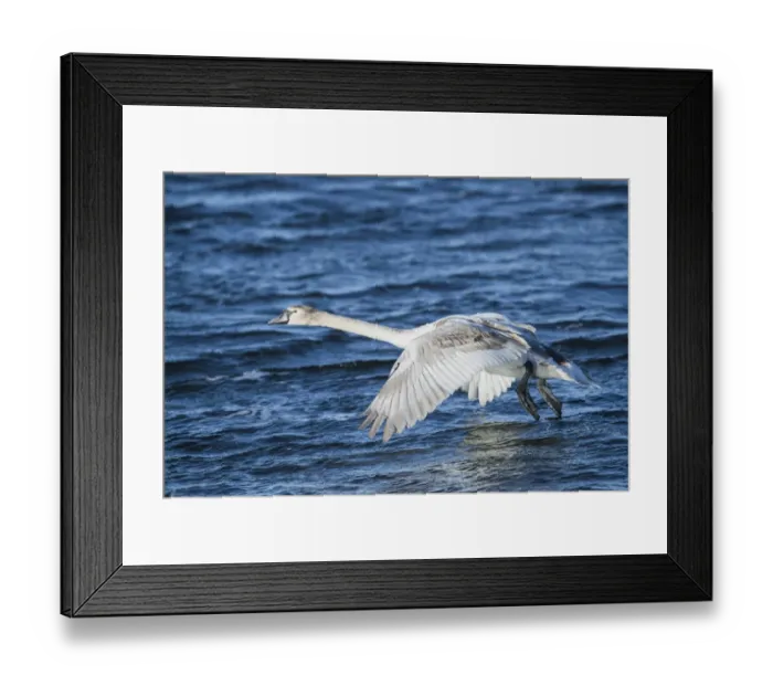 Framed Print : Mute Swan (Cygnus olor) juvenile, first winter plumage, in flight, taking off from water, Ouse Washes, Norfolk Framed Print : Mute Swan (Cygnus olor) juvenile, first winter plumage, in flight, taking off from water, Ouse Washes, Norfolk