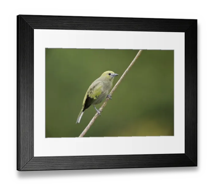 Framed Print : Palm Tanager (Thraupis palmarum) adult, perched on twig, Trinidad, Trinidad and Tobago, November Framed Print : Palm Tanager (Thraupis palmarum) adult, perched on twig, Trinidad, Trinidad and Tobago, November