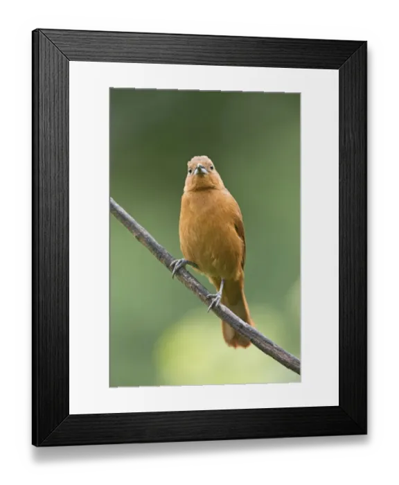 Framed Print : White-lined Tanager (Tachyphonus rufus) adult female, perched on twig, Trinidad, Trinidad and Tobago, November