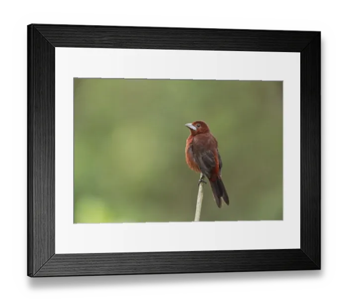 Framed Print : Silver-beaked Tanager (Ramphocelus carbo) adult female, perched on twig, Trinidad, Trinidad and Tobago, November Framed Print : Silver-beaked Tanager (Ramphocelus carbo) adult female, perched on twig, Trinidad, Trinidad and Tobago, November