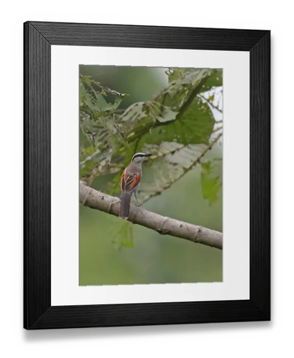 Framed Print : Black-crowned Tchagra (Tchagra senegala senegala) adult, perched on branch, near Ankasa, Ghana, February Framed Print : Black-crowned Tchagra (Tchagra senegala senegala) adult, perched on branch, near Ankasa, Ghana, February
